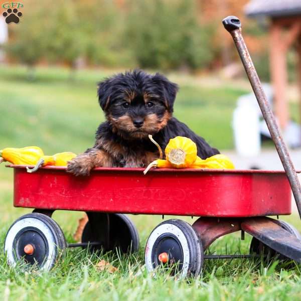 Chief, Yorkie Puppy